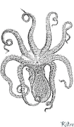 i-octopuses - squid Amaphepha Ombala Aprintwayo